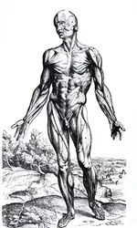 The Plates from the Second Book of the De Humani Corporis Fabrica