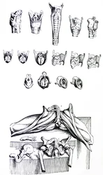 The Plates from the Second Book of the De Humani Corporis Fabrica
