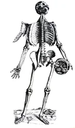The Plates from the Seventh Book of the De Humani Corporis Fabrica