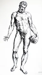 The Plates from the Seventh Book of the De Humani Corporis Fabrica