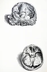 The Plates from the Seventh Book of the De Humani Corporis Fabrica