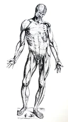 The Plates from the Seventh Book of the De Humani Corporis Fabrica