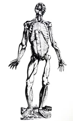 The Plates from the Seventh Book of the De Humani Corporis Fabrica