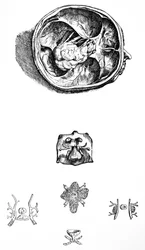 The Plates from the Seventh Book of the De Humani Corporis Fabrica