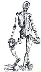 The Plates from the Seventh Book of the De Humani Corporis Fabrica