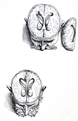 The Plates from the Seventh Book of the De Humani Corporis Fabrica
