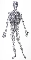 The Plates from the Third Book of the De Humani Corporis Fabrica
