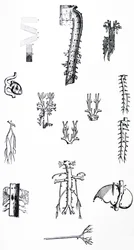 The Plates from the Third Book of the De Humani Corporis Fabrica