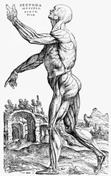 The second plate of the muscles, from Book II of De humani corporis fabrica, 1543