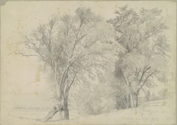 Elms, Hudson