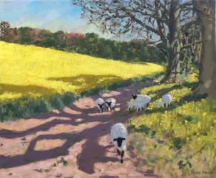 Sheep and Yellow Field