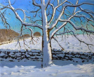 Snow Covered Tree, 2011