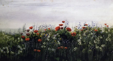 Summer Flowers