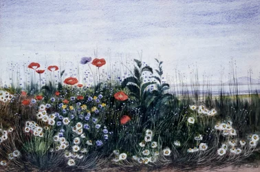 Wild Flowers