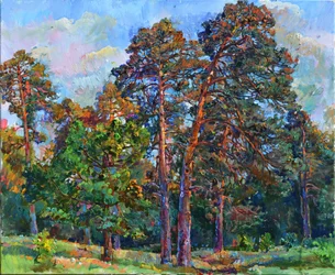 Sunlit Pine Trees