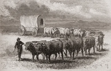 Driving oxen across the great plains of America, illustration from 