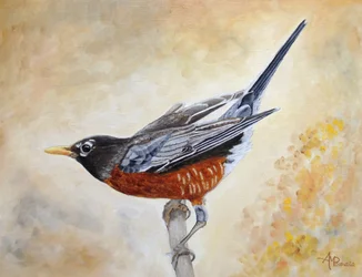 American Robin Perched