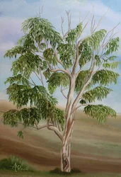 Australian Eucalyptus Tree