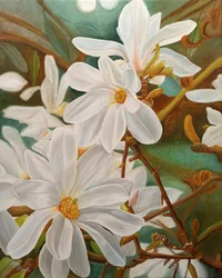 Blooming White Magnolia