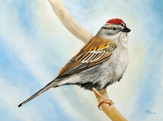 Chipping Sparrow Perched