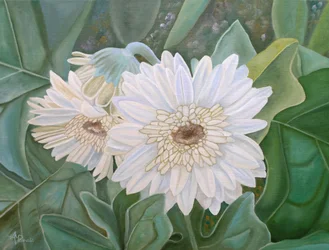 Fresh White Gerbera Blooms