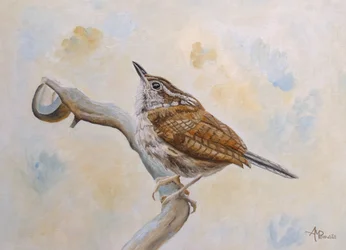 Little Wren Looking Skyward