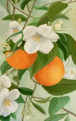 Orange Blossom Branch