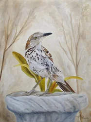 Peaceful Garden Thrasher