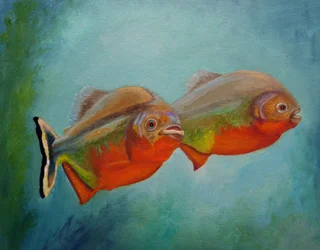 Red Bellied Fish