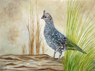 Ruffed Grouse on Log