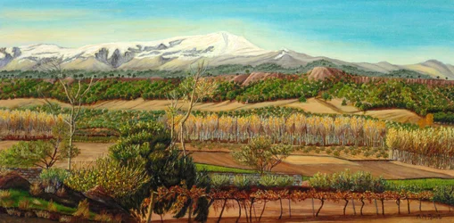 Rural Mountain Vineyard