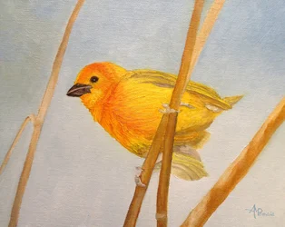 Saffron Finch