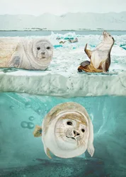 Seals Above And Below