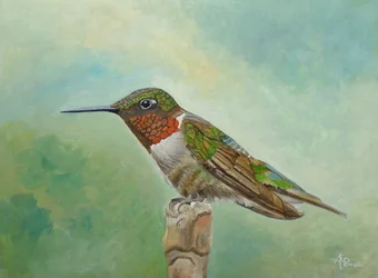 Vibrant Hummingbird Perched