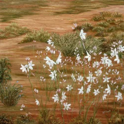 White Desert Flowers