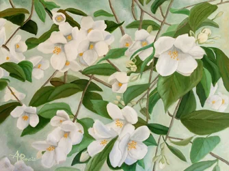 White Jasmine Blooms
