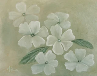 White Primula