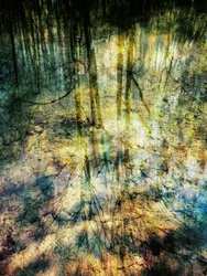Abstract Forest Reflections