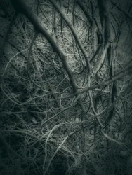 Dark Intertwined Branches