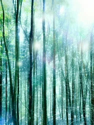 Enchanted Forest Light