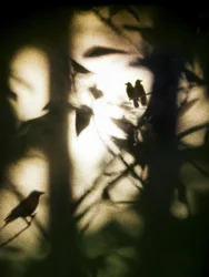 Ethereal Birds in Shadow