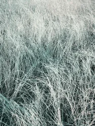 Flowing Silver Grass
