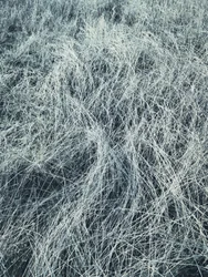 Frosty Winter Grass