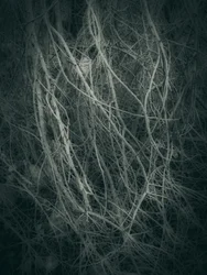 Mysterious Forest Tangle