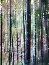 Mystical Forest Hues