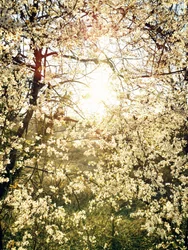 Radiant Spring Blossoms