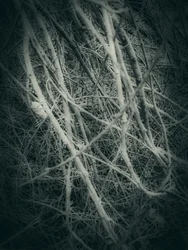 Tangled Winter Branches