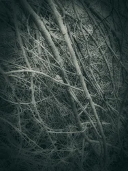 Tangled Winter Branches