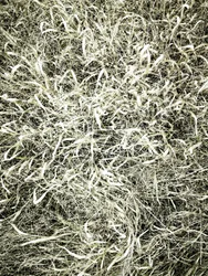 Textured Field Grass