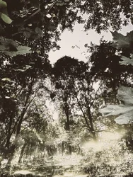 Tranquil Forest Reflection
